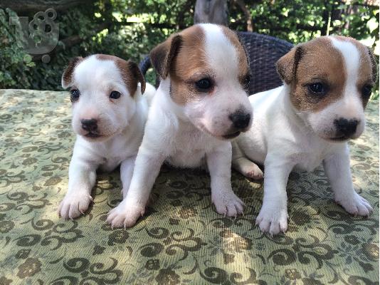 PoulaTo: jack russell